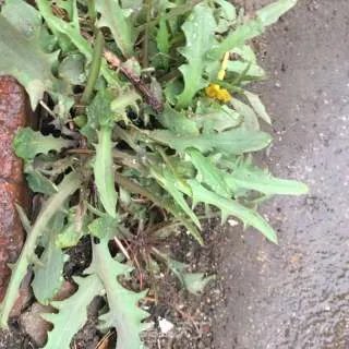 蘸酱菜