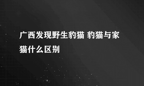 广西发现野生豹猫 豹猫与家猫什么区别