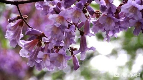 梧桐花怎么吃？