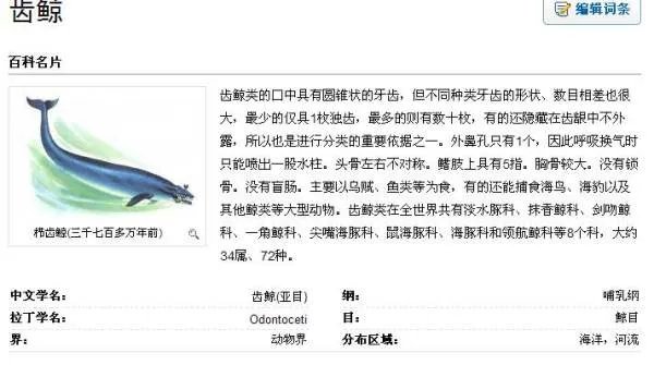 齿鲸的资料