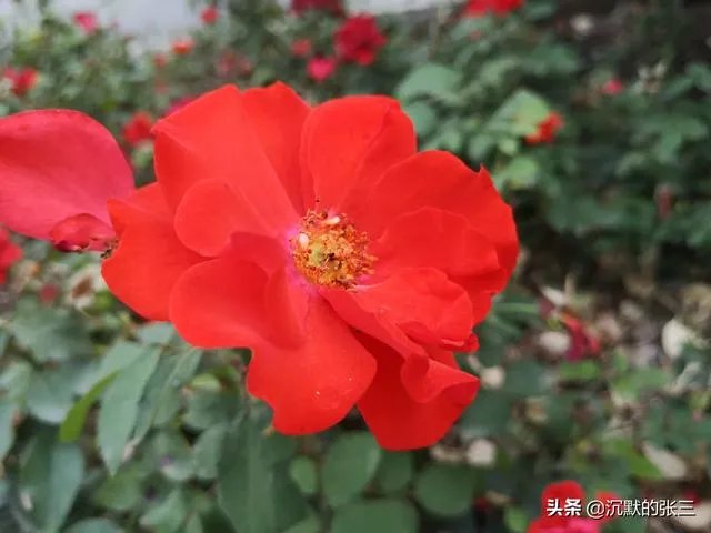 你认为现在年轻人结婚,该不该签婚前协议?