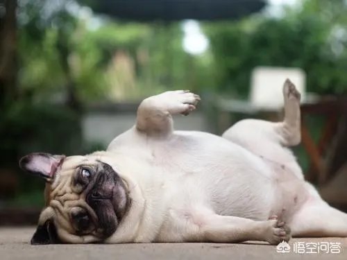 为什么养八哥犬的人那么少？
