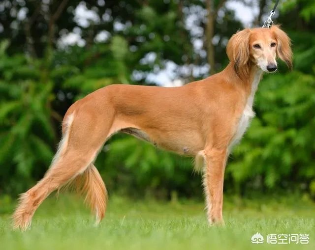 哪些犬种在原产国享有“国宝”的美誉?