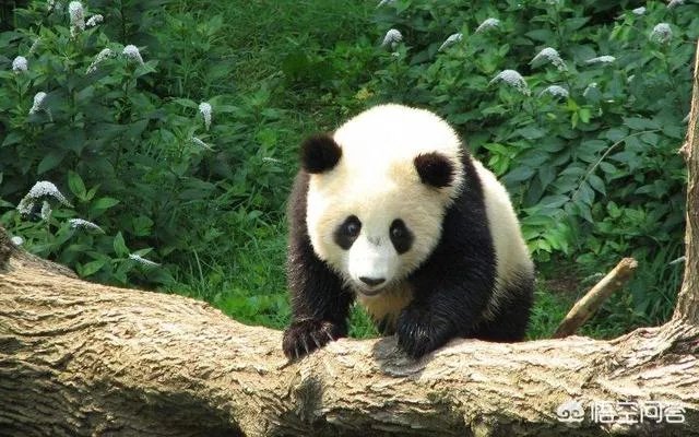 大熊猫为什么古代叫食铁兽？