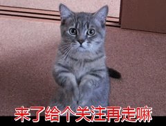 为什么养八哥犬的人那么少？