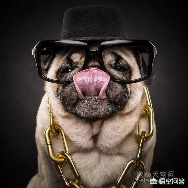 为什么养八哥犬的人那么少？
