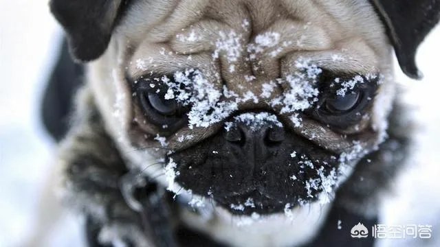为什么养八哥犬的人那么少？