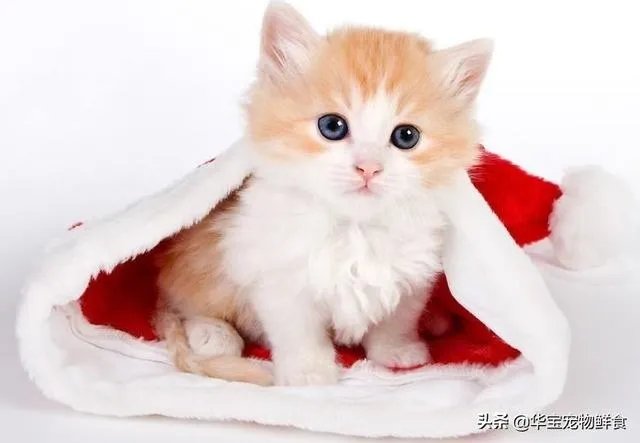 铲屎官被猫咪抓伤险丧命,被猫抓伤后有多严重,如何做到科学“撸猫”?