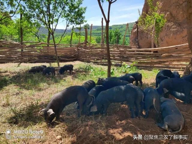 新型猪流感，你了解多少？