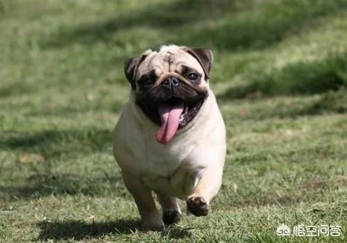 为什么养八哥犬的人那么少？