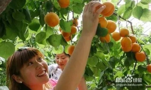 桃园怎么赚钱