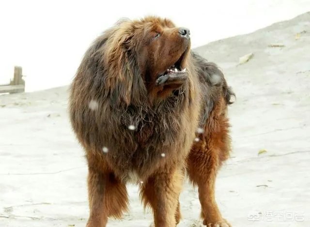 藏獒可以打得过杜高犬吗?为什么?