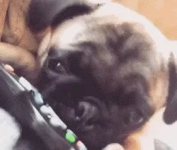 为什么养八哥犬的人那么少？