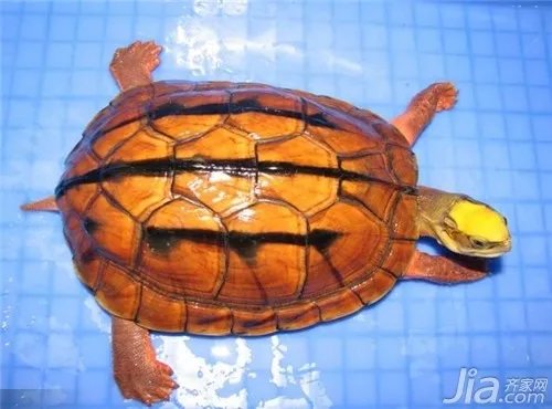 小金钱龟怎么养?小金钱龟饲养方法