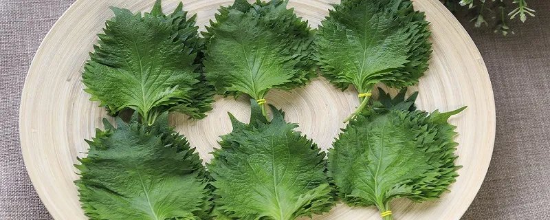 紫苏的功效与作用 紫苏图片