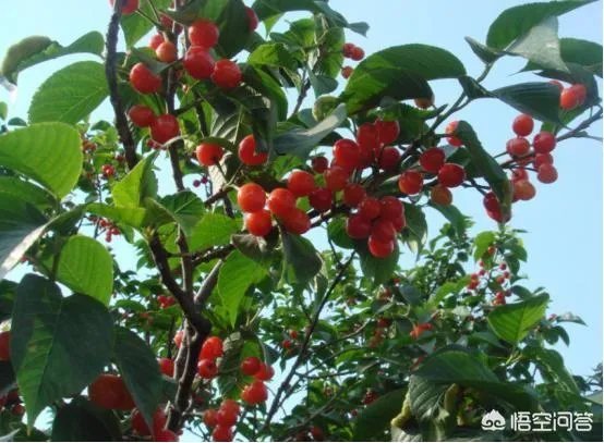 大樱桃市场零售价最贵卖到近二十元一斤，为何不发展大樱桃种植呢？