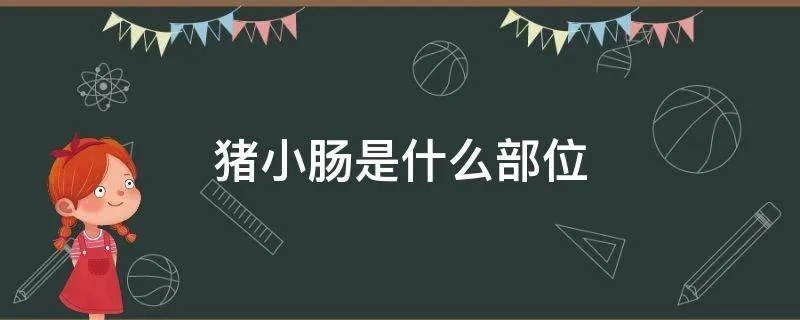 猪小肠是什么部位