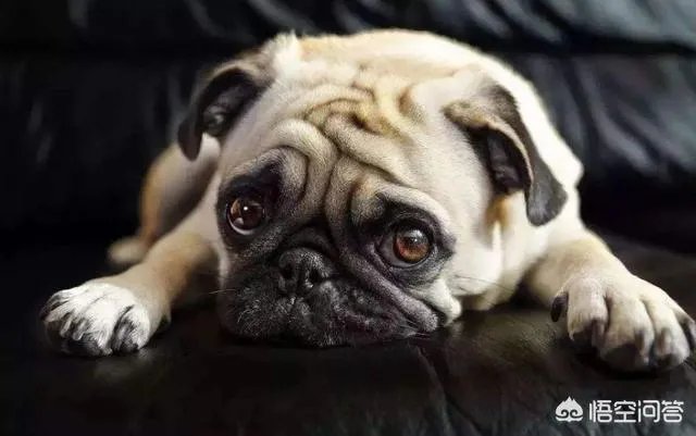 为什么养八哥犬的人那么少？