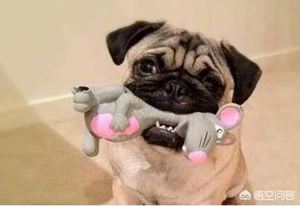 为什么养八哥犬的人那么少？