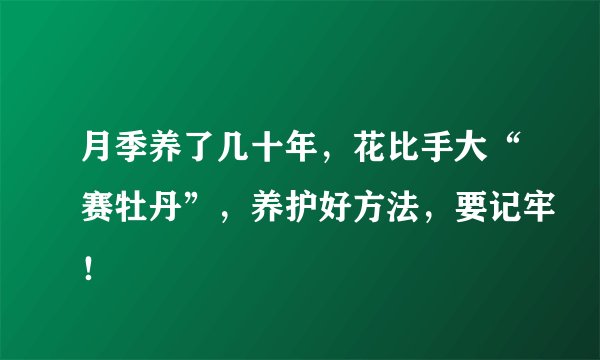 月季养了几十年，花比手大“赛牡丹”，养护好方法，要记牢！