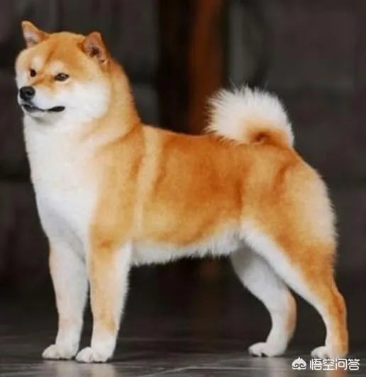哪些犬种在原产国享有“国宝”的美誉?