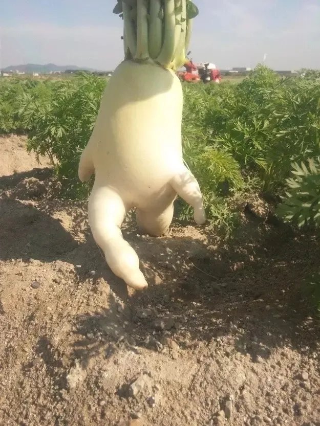 冬吃萝卜夏吃姜，不用医生开处方？