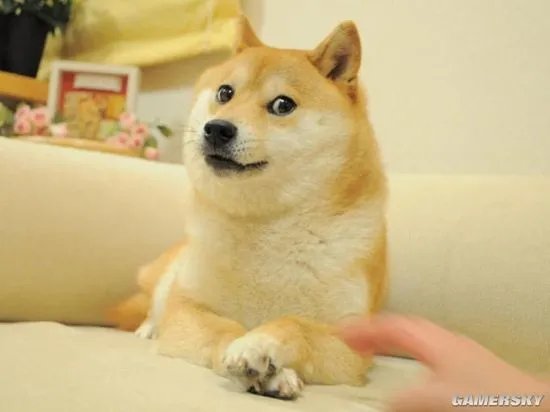 还记得那只神烦狗doge吗？它现在已经是一位“老奶奶”了