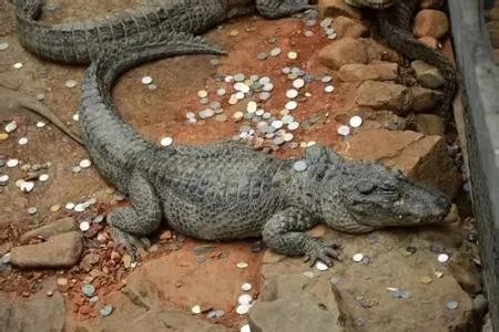海龟误吞硬币死亡是怎么回事?
