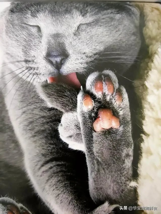 铲屎官被猫咪抓伤险丧命,被猫抓伤后有多严重,如何做到科学“撸猫”?