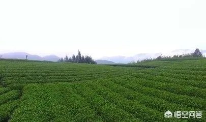 管阳白茶是福鼎白茶的一种吗?