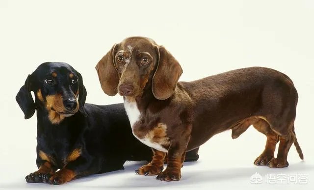 哪些犬种在原产国享有“国宝”的美誉?