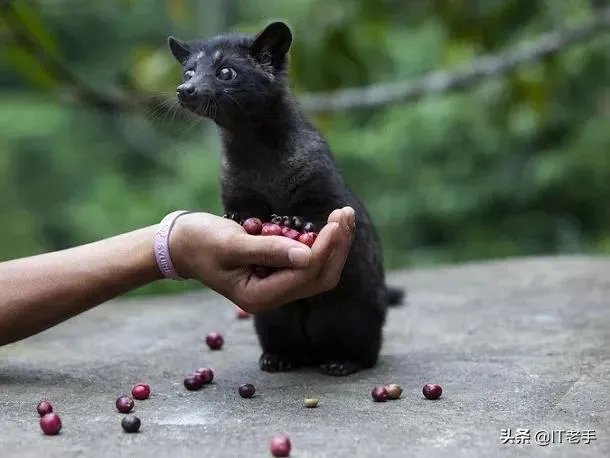 麝猫