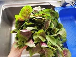 米苋怎么炒