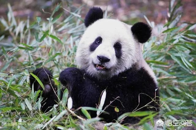 大熊猫为什么古代叫食铁兽？