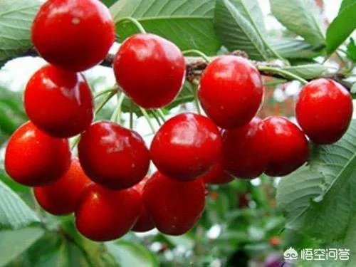 大樱桃市场零售价最贵卖到近二十元一斤，为何不发展大樱桃种植呢？