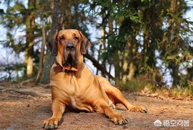哪些犬种在原产国享有“国宝”的美誉?