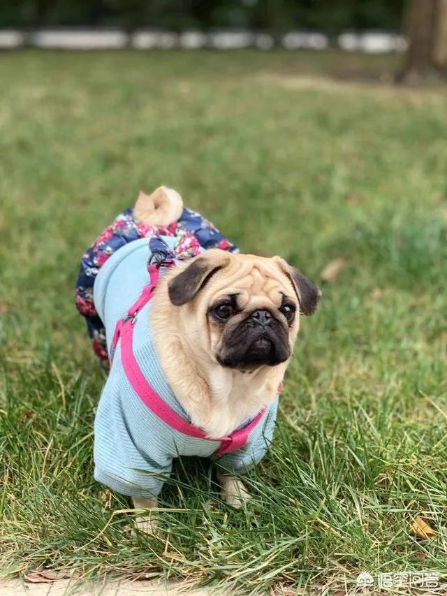 为什么养八哥犬的人那么少？