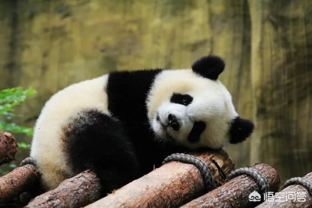 大熊猫为什么古代叫食铁兽？