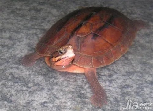 小金钱龟怎么养?小金钱龟饲养方法