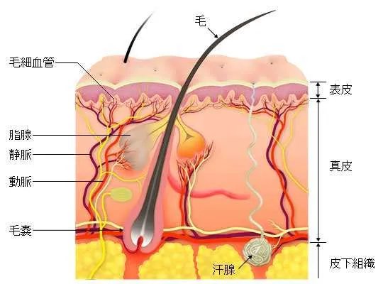 吸脂蚊子是真的吗?