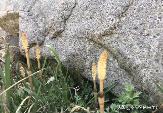 保定一日游最佳景点