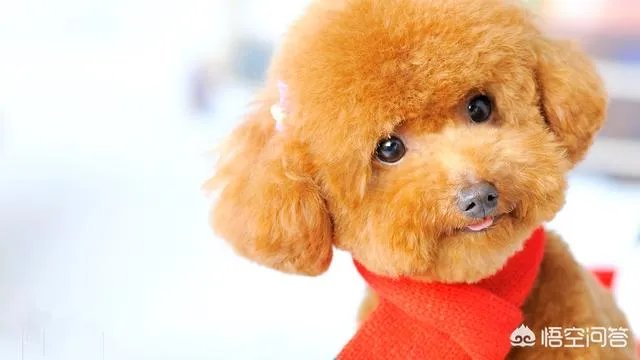 哪些犬种在原产国享有“国宝”的美誉?