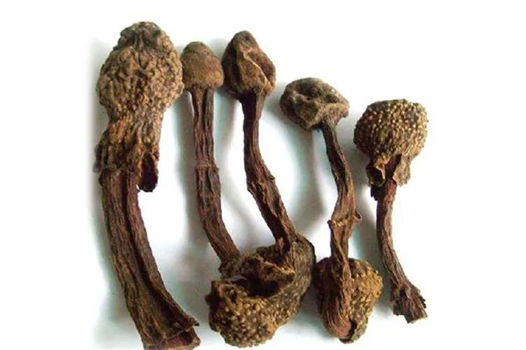 红冬蛇菰图片及药用价值