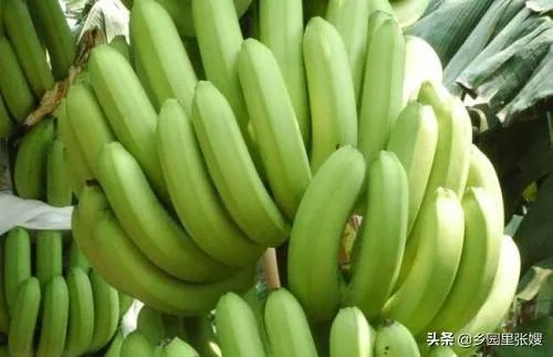 为什么今年广西香蕉价格不好？