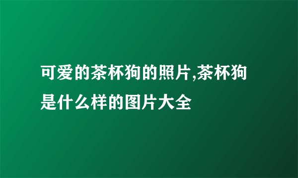可爱的茶杯狗的照片,茶杯狗是什么样的图片大全