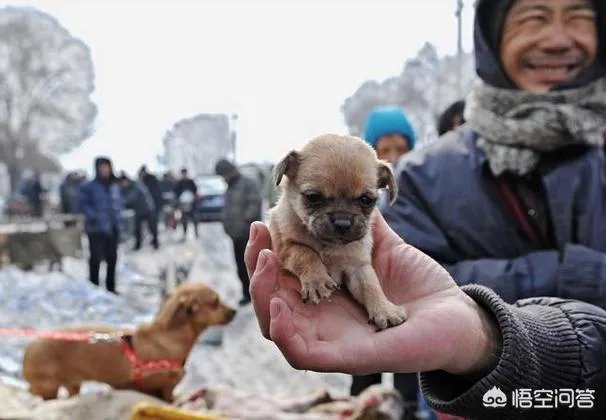 为什么养八哥犬的人那么少？