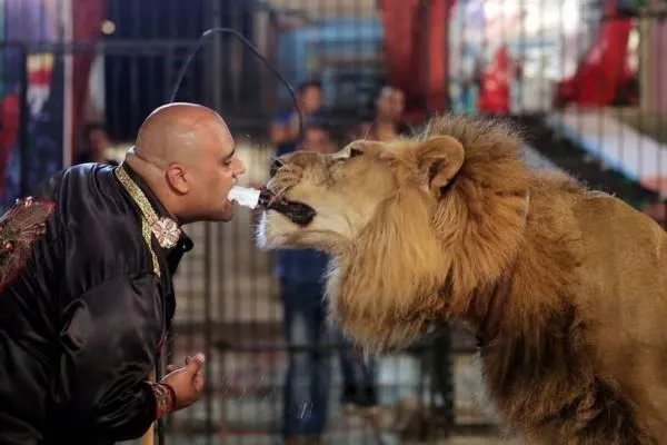 男子伸手进铁笼被老虎咬伤截肢,为啥驯兽师敢无视猛兽凶狠?